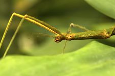 Insect Stick Stock Photos