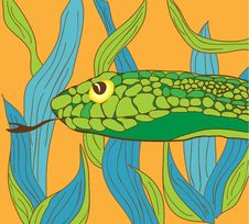 Green Snake Royalty Free Stock Image