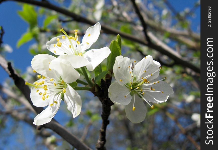 The image of tree of a blossoming cherry