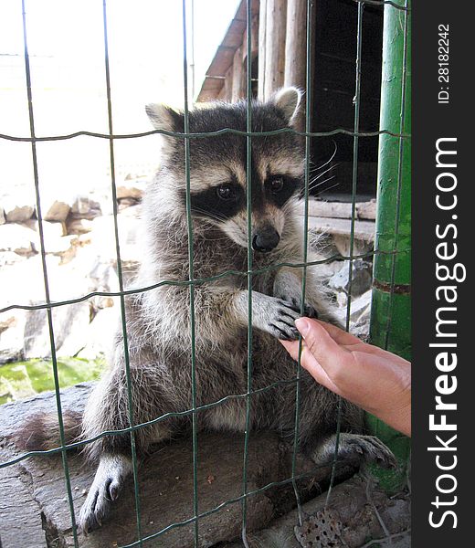 The image of raccoon with asking paw behind a bar