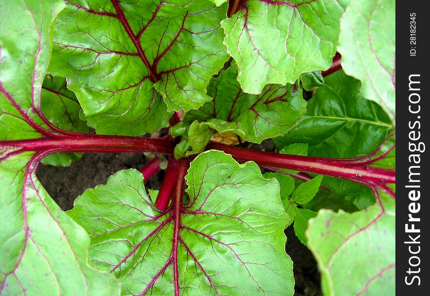 Green and red bed of the fresh sugar beet