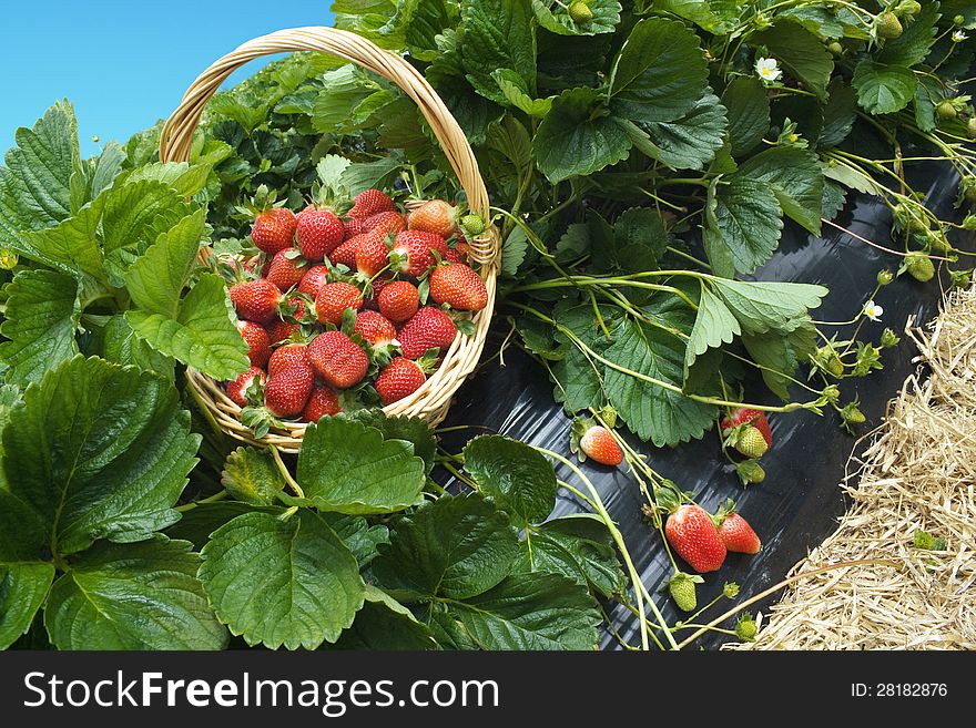 Strawberry basket field