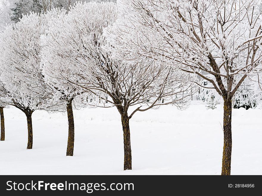 Frozen Willow Trees