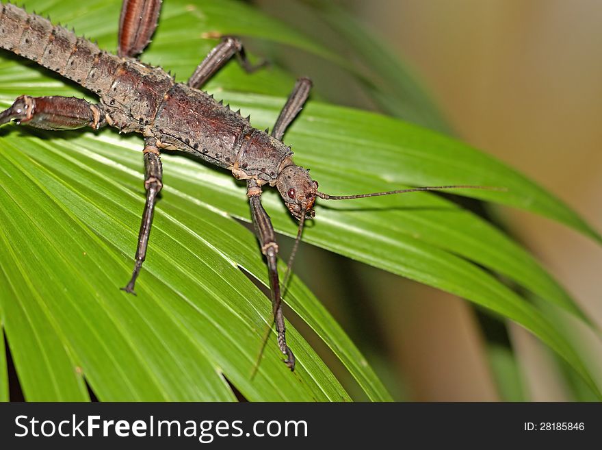 Exotic ыешсл insect on palm leaves