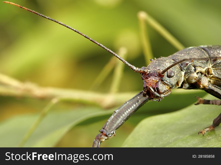 Monster - Stick Insect