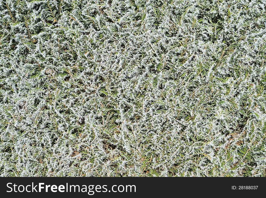 Detail of hedge with frosted leaves. Detail of hedge with frosted leaves