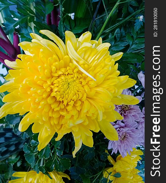 A yellow chrysanthemum with leaves