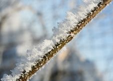 Branch Covered In Ice Royalty Free Stock Photo Branch Covered In Ice Royalty Free Stock Photo