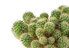 Green Cactus Close Up Stock Image