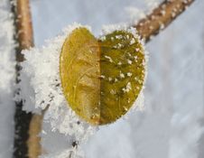 Quince Leaves Covered In Ice Royalty Free Stock Images