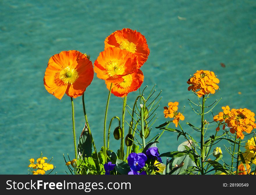 Flowers on a background of aquamarine lake