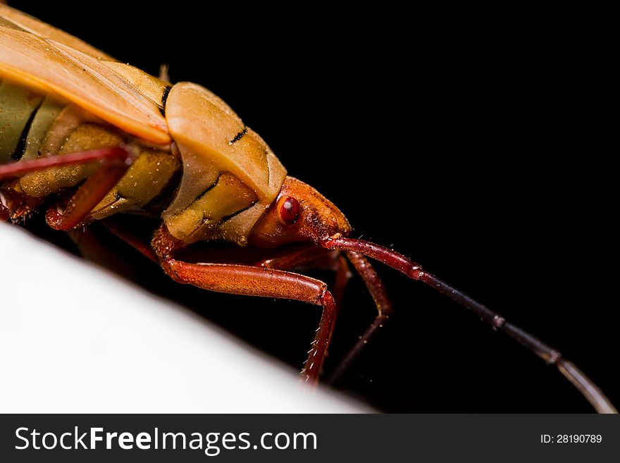 Cotton Stainer Bug