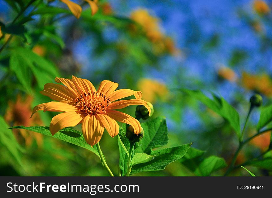 Big mexican sunflower in thailand