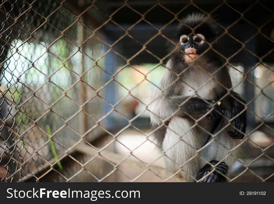 Hungry monkey in the cage, thailand