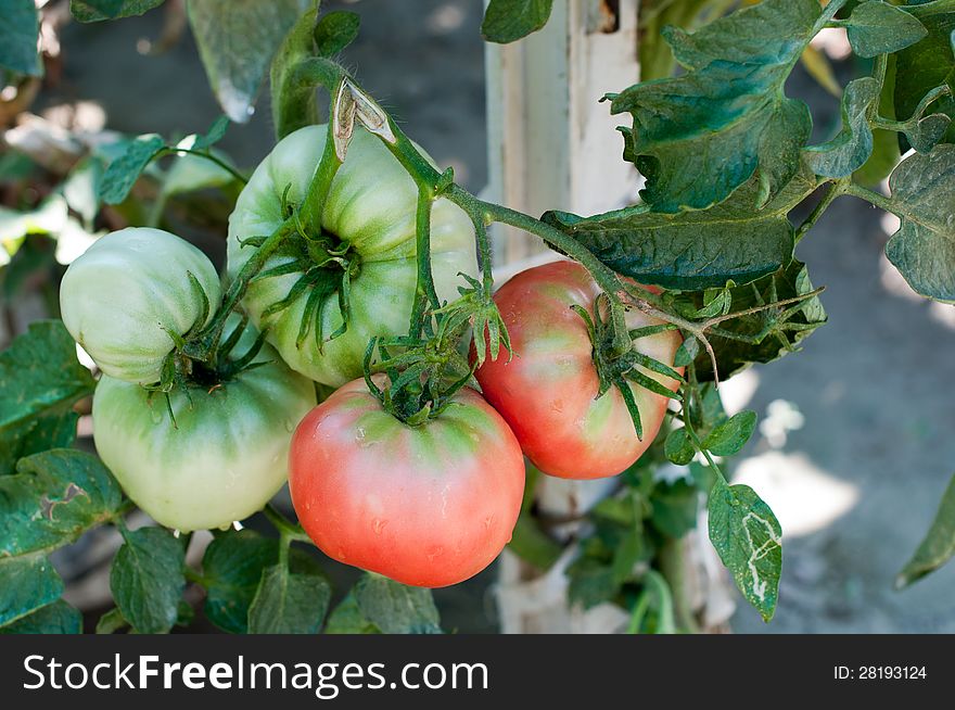 Tomatos in a vegetable garden. Tomatos in a vegetable garden