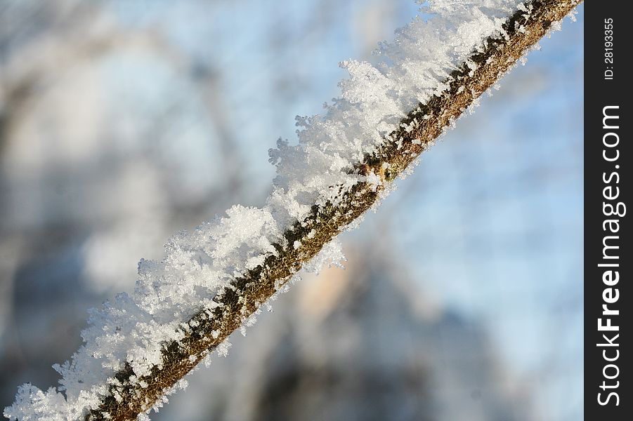 Branch Covered In Ice