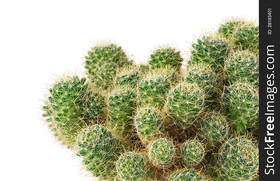 Green cactus close up, isolated on a white background