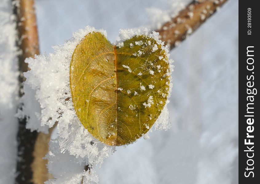 Green quince leaves covered in ice