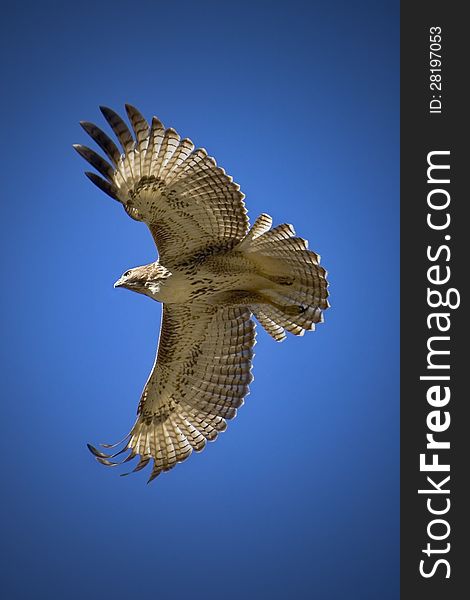 Image of an hawk in search of a meal. Image of an hawk in search of a meal.