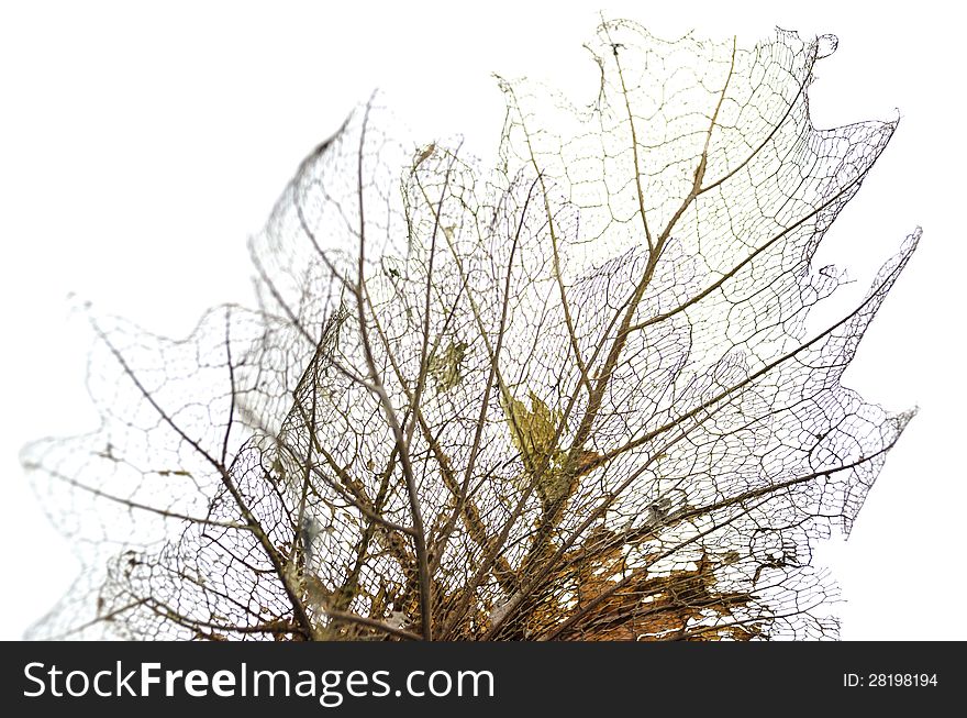 Texture of leaf  s fibre is isolated on white