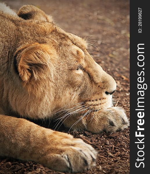 Closeup of a lioness resting its head on its paws