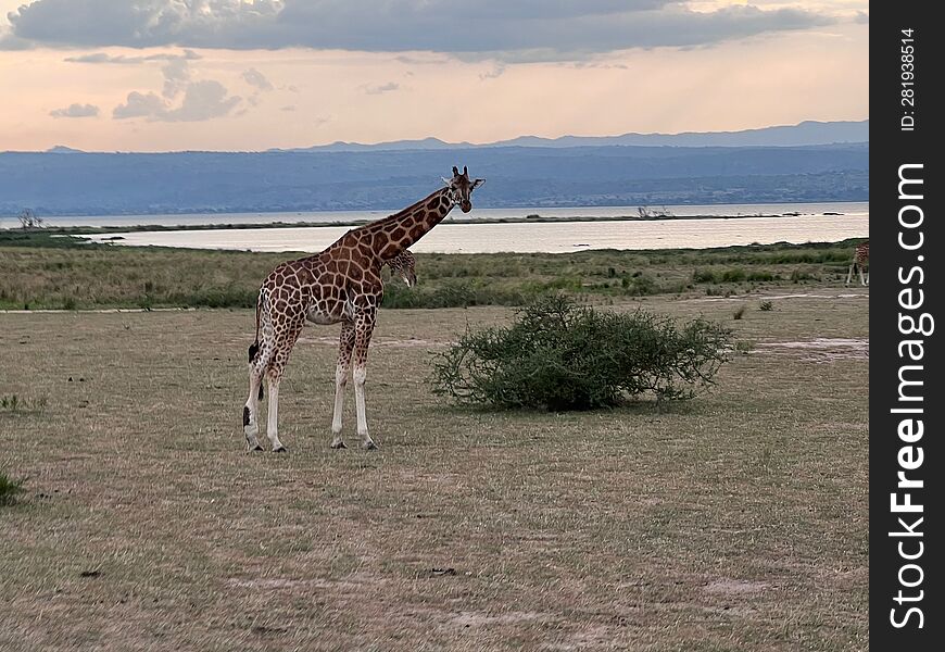 Giraffe near the NIle River in Uganda