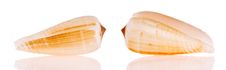 Seashells Royalty Free Stock Photography Seashells Royalty Free Stock Photography