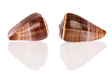 Seashells Royalty Free Stock Images Seashells Royalty Free Stock Images