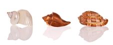 Seashells Stock Photos Seashells Stock Photos