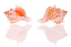 Seashells Royalty Free Stock Images Seashells Royalty Free Stock Images