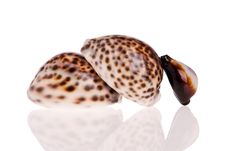 Seashells Stock Photo Seashells Stock Photo