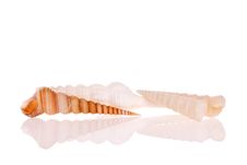 Seashells Royalty Free Stock Photography Seashells Royalty Free Stock Photography