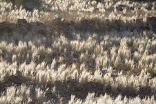 Dry Grasses Stock Images