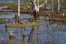 Wetlands Bog Reflection Royalty Free Stock Photography Wetlands Bog Reflection Royalty Free Stock Photography