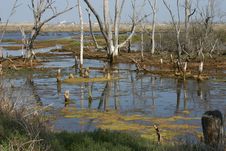 Wetlands Bog Reflection Royalty Free Stock Photo Wetlands Bog Reflection Royalty Free Stock Photo