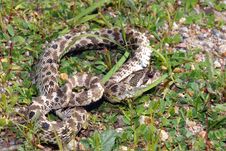 Mexican Hognose Snake Stock Images