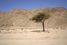 Dry Desert In Red Sea Region Royalty Free Stock Photography Dry Desert In Red Sea Region Royalty Free Stock Photography