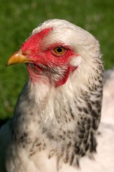 Chicken Portrait Royalty Free Stock Image Chicken Portrait Royalty Free Stock Image