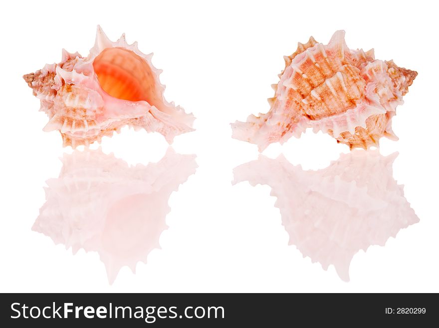 Seashells isolated on white background