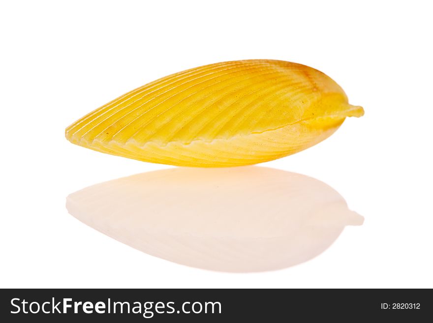 Seashell isolated on white background. Seashell isolated on white background