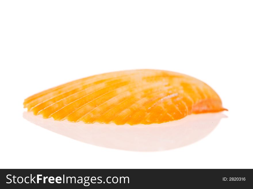 Seashell isolated on white background. Seashell isolated on white background