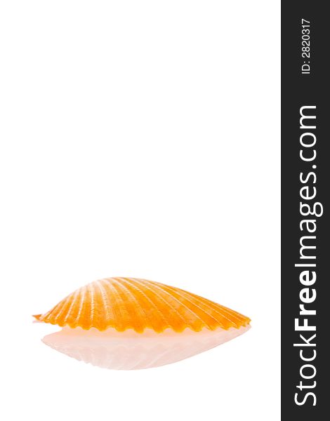 Scallop Seashell