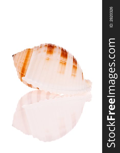 Seashell isolated on white background