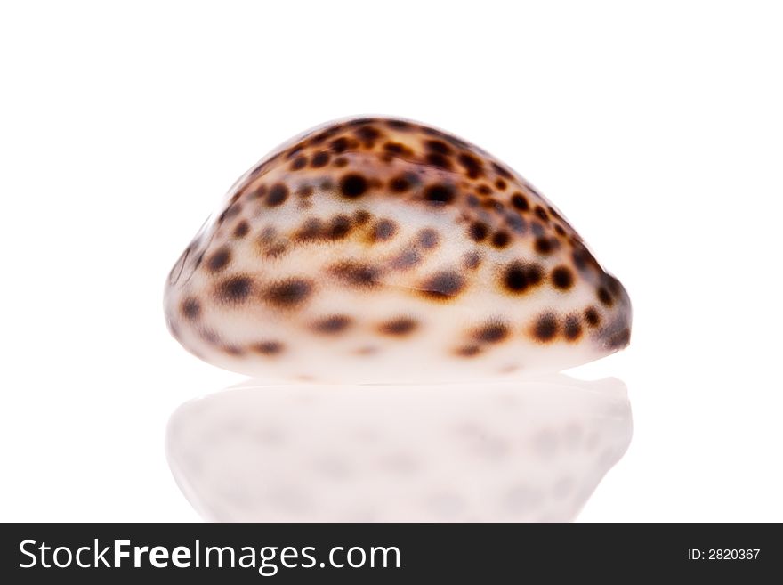 Seashell isolated on white background