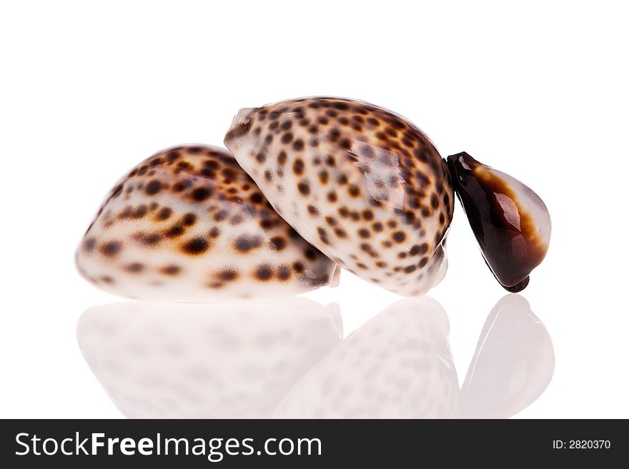 Seashells isolated on white background