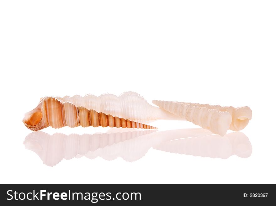 Seashells isolated on white background