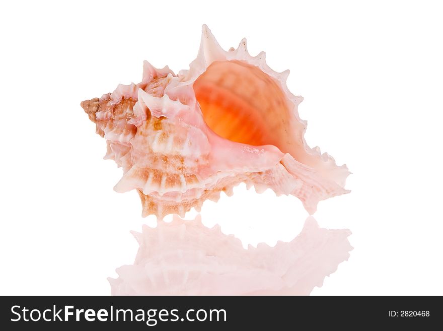 Seashell isolated on white background