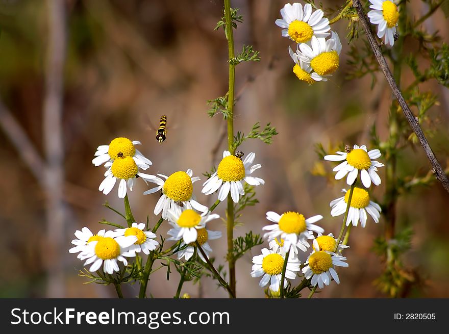 Chamomile flowers and flying bug. Chamomile flowers and flying bug