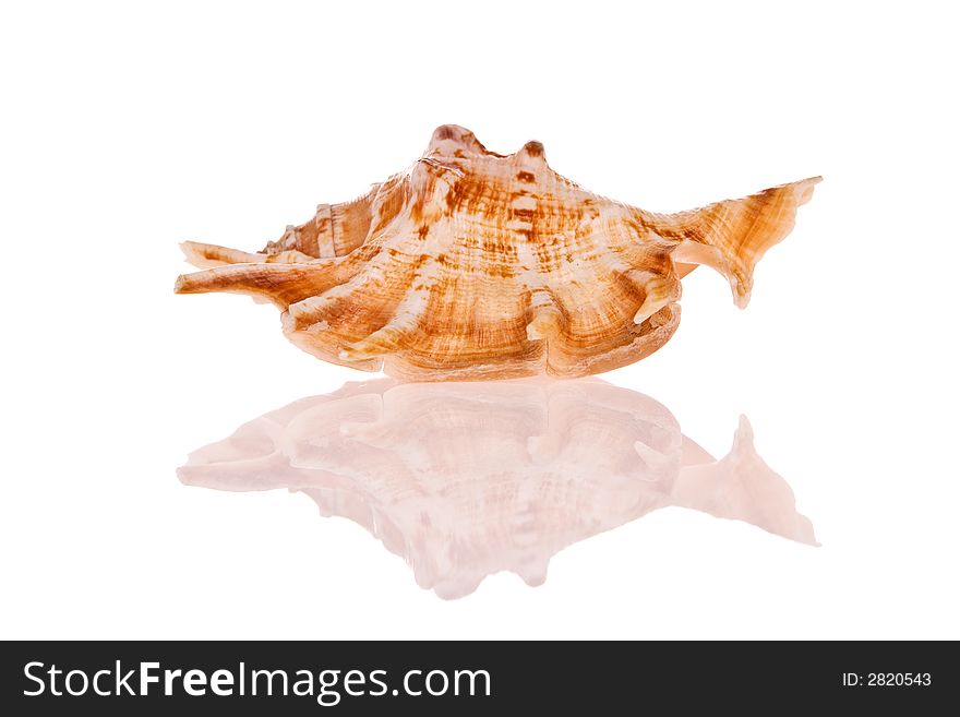 Seashell isolated on white background