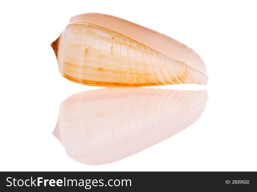 Seashell isolated on white background